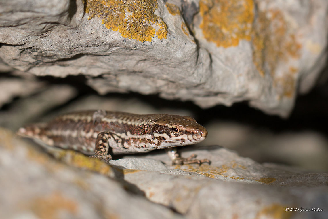 Common lizard Common lizard- Zootoca vivipara, syn. Lacerta vivipara Animalia,Bulgaria,Chordata,Common lizard,Emen Protected Area,Emen canyon,Europe,Geotagged,Lacertidae,Natura 2000,Negovanka river,Reptilia,Spring,Squamata,Veliko Tarnovo,Wildlife,Zootoca vivipara