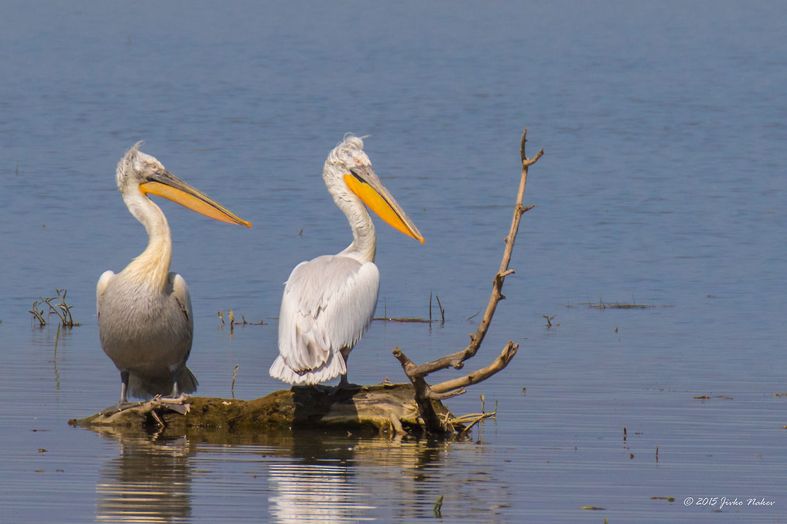 Dalmatian pelican Dalmatian pelican - Pelecanus crispus Animalia,Aves,Bird,Central Macedonia,Chordata,Dalmatian Pelican,Dalmatian pelican,Europe,Geotagged,Greece,Lake Kerkini National Park,Pelecanidae,Pelecaniformes,Pelecanus crispus,Spring,Wildlife