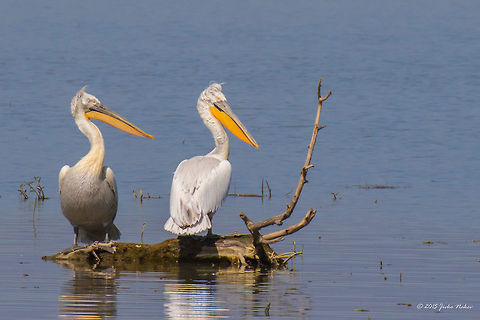 Dalmatian pelican Dalmatian pelican - Pelecanus crispus Animalia,Aves,Bird,Central Macedonia,Chordata,Dalmatian Pelican,Dalmatian pelican,Europe,Geotagged,Greece,Lake Kerkini National Park,Pelecanidae,Pelecaniformes,Pelecanus crispus,Spring,Wildlife