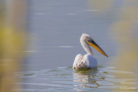 Dalmatian pelican Dalmatian pelican - Pelecanus crispus Animalia,Aves,Bird,Central Macedonia,Chordata,Dalmatian Pelican,Dalmatian pelican,Europe,Geotagged,Greece,Lake Kerkini National Park,Pelecanidae,Pelecaniformes,Pelecanus crispus,Spring,Wildlife