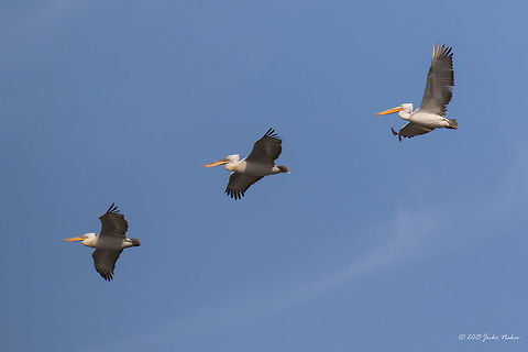 Dalmatian pelican Dalmatian pelican - Pelecanus crispus Animalia,Aves,Bird,Central Macedonia,Chordata,Dalmatian Pelican,Dalmatian pelican,Europe,Geotagged,Greece,Lake Kerkini National Park,Pelecanidae,Pelecaniformes,Pelecanus crispus,Spring,Wildlife