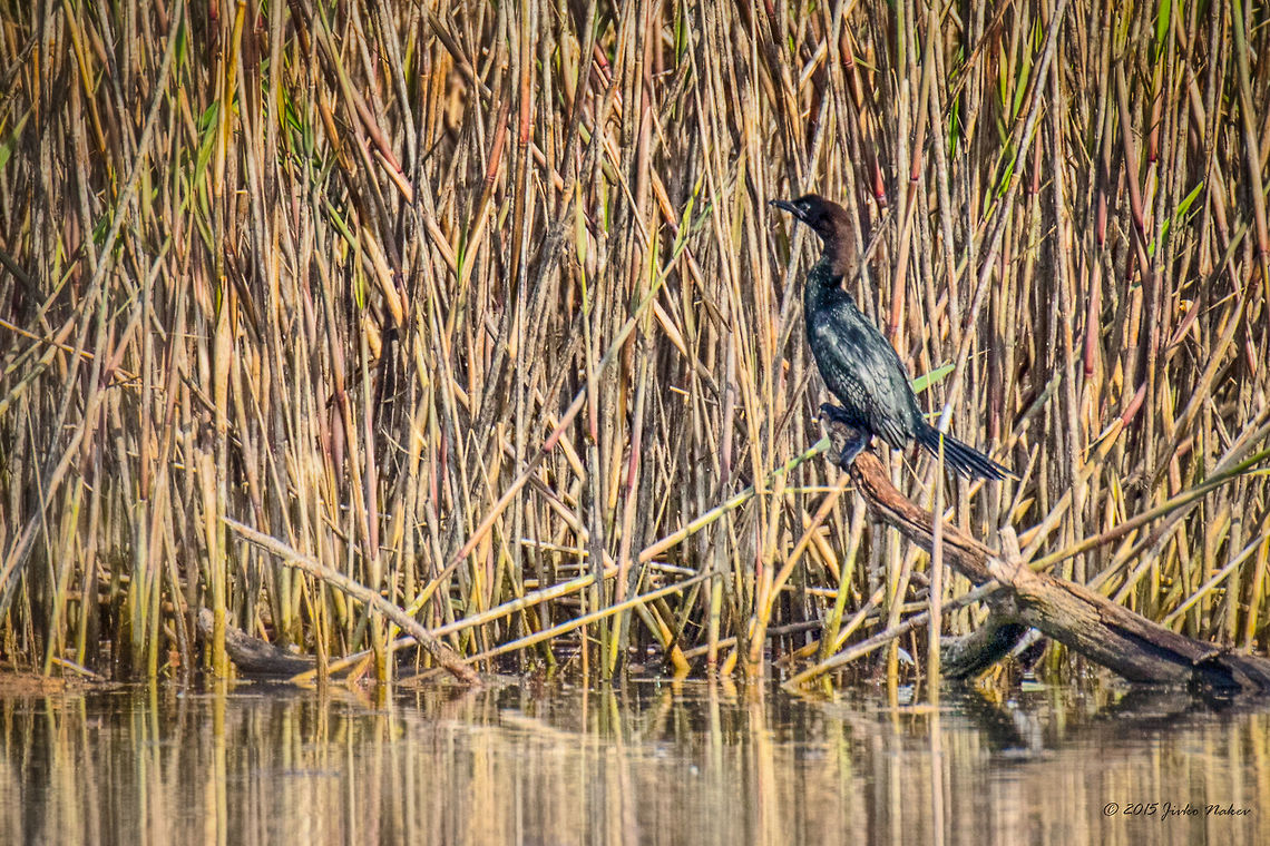 Pygmy Cormorant Pygmy Cormorant - Microcarbo pygmeus Animalia,Aves,Bird,Central Macedonia,Chordata,Europe,Geotagged,Greece,Lake Kerkini National Park,Microcarbo pygmeus,Phalacrocoracidae,Pygmy cormorant,Spring,Suliformes,Wildlife