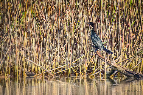 Pygmy Cormorant Pygmy Cormorant - Microcarbo pygmeus Animalia,Aves,Bird,Central Macedonia,Chordata,Europe,Geotagged,Greece,Lake Kerkini National Park,Microcarbo pygmeus,Phalacrocoracidae,Pygmy cormorant,Spring,Suliformes,Wildlife