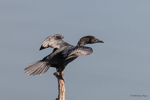 Pygmy Cormorant Pygmy Cormorant - Microcarbo pygmeus Animalia,Aves,Bird,Central Macedonia,Chordata,Europe,Geotagged,Greece,Lake Kerkini National Park,Microcarbo pygmeus,Phalacrocoracidae,Pygmy cormorant,Spring,Suliformes,Wildlife