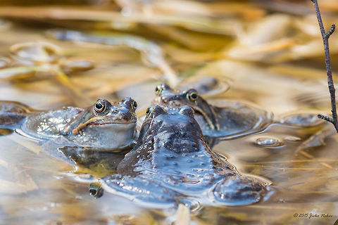 Gossip Marsh frog - Pelophylax ridibundus Amphibia,Animalia,Anura,Bulgaria,Chordata,Dendrarium Botanical Garden,Europe,Geotagged,Marsh Frog,Marsh frog,Pelophylax ridibundus,Rana ridibunda,Ranidae,Spring,Vitosha Mountain Nature Park,Wildlife