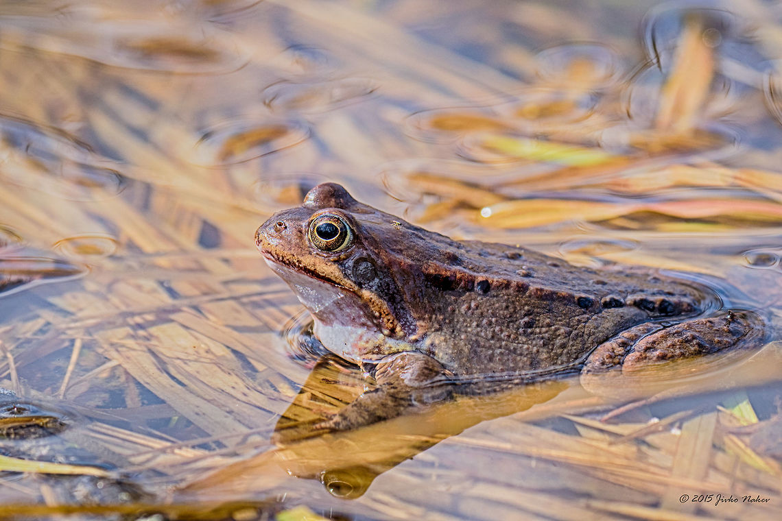 Marsh Frog in First Warm Days of The Year Marsh frog - Pelophylax ridibundus Amphibia,Animalia,Anura,Bulgaria,Chordata,Dendrarium Botanical Garden,Europe,Geotagged,Marsh Frog,Marsh frog,Pelophylax ridibundus,Rana ridibunda,Ranidae,Spring,Vitosha Mountain Nature Park,Wildlife