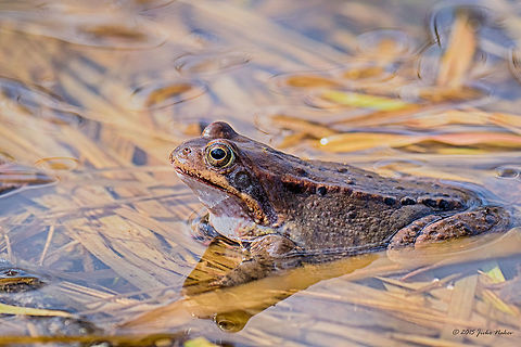 Marsh Frog in First Warm Days of The Year Marsh frog - Pelophylax ridibundus Amphibia,Animalia,Anura,Bulgaria,Chordata,Dendrarium Botanical Garden,Europe,Geotagged,Marsh Frog,Marsh frog,Pelophylax ridibundus,Rana ridibunda,Ranidae,Spring,Vitosha Mountain Nature Park,Wildlife