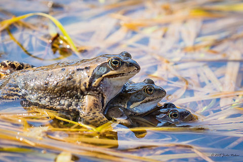 Two's company, three's a .... Marsh frog - Pelophylax ridibundus Amphibia,Animalia,Anura,Bulgaria,Chordata,Dendrarium Botanical Garden,Europe,Geotagged,Marsh Frog,Marsh frog,Pelophylax ridibundus,Rana ridibunda,Ranidae,Spring,Vitosha Mountain Nature Park,Wildlife