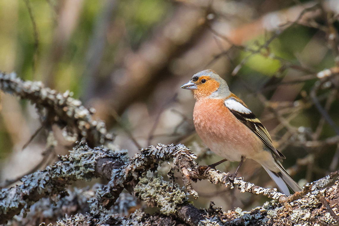 Common chaffinch Common chaffinch - Fringilla coelebs Animalia,Aves,Bird,Bulgaria,Chaffinch,Chordata,Common Chaffinch,Dendrarium Botanical Garden,Europe,Fringilla coelebs,Fringillidae,Geotagged,Passeriformes,Passerine,Spring,Vitosha Mountain Nature Park,Wildlife