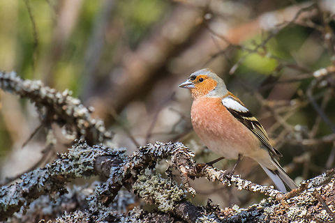 Common chaffinch Common chaffinch - Fringilla coelebs Animalia,Aves,Bird,Bulgaria,Chaffinch,Chordata,Common Chaffinch,Dendrarium Botanical Garden,Europe,Fringilla coelebs,Fringillidae,Geotagged,Passeriformes,Passerine,Spring,Vitosha Mountain Nature Park,Wildlife