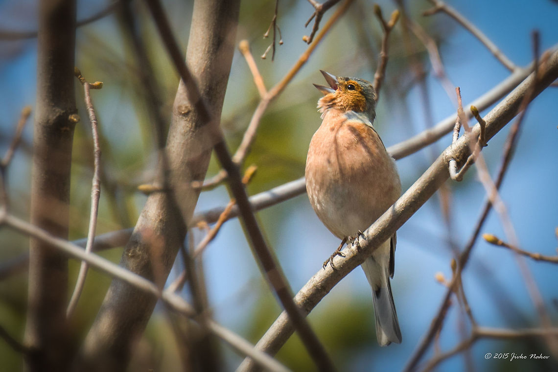 Common chaffinch calling Common chaffinch - Fringilla coelebs Animalia,Aves,Bird,Bulgaria,Chaffinch,Chordata,Common Chaffinch,Dendrarium Botanical Garden,Europe,Fringilla coelebs,Fringillidae,Geotagged,Passeriformes,Passerine,Spring,Vitosha Mountain Nature Park,Wildlife