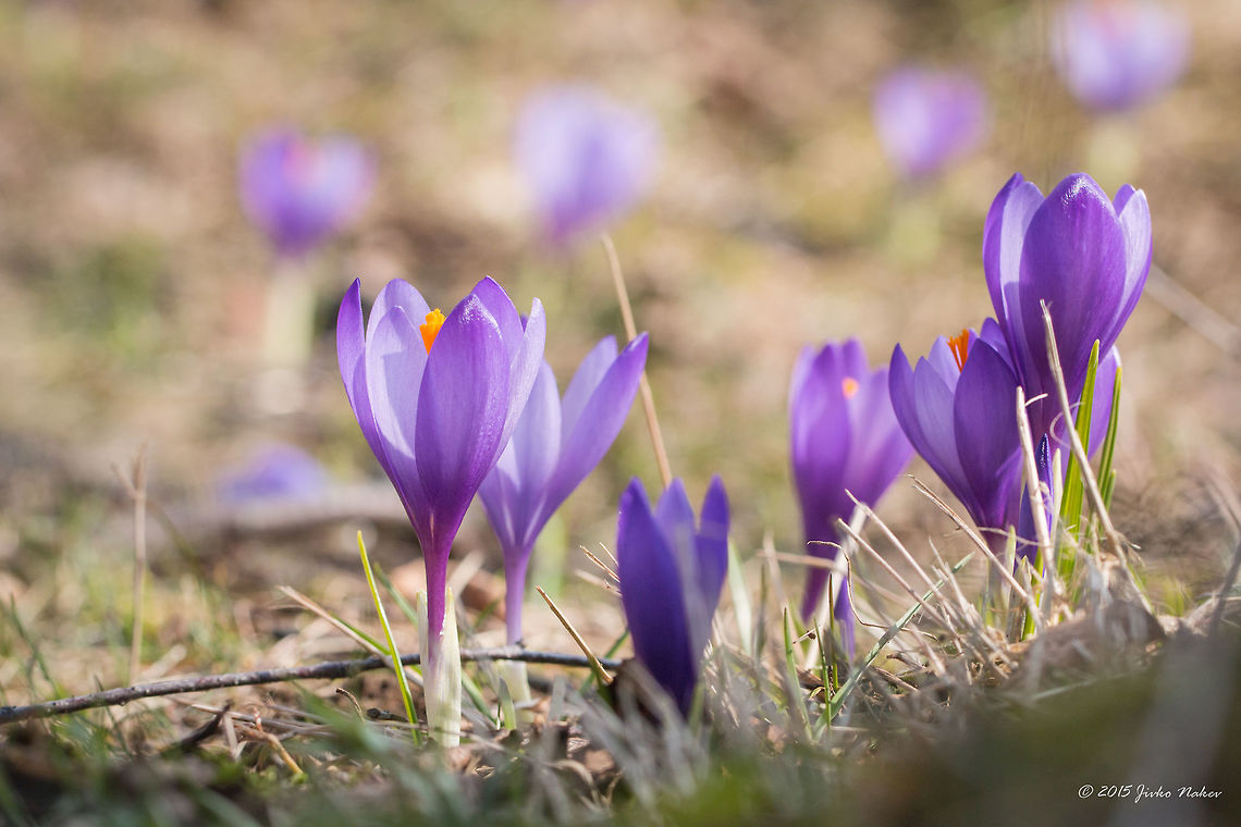 Wild Crocus Balkan Endemic Crocus veluchensis Asparagales,Bulgaria,Crocus veluchensis,Dendrarium Botanical Garden,Endemic species,Europe,Flowering Plant,Geotagged,Iridaceae,Magnoliophyta,Monocot,Plantae,Spring,Vitosha Mountain Nature Park,Wildlife