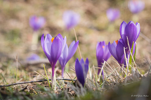 Wild Crocus Balkan Endemic Crocus veluchensis Asparagales,Bulgaria,Crocus veluchensis,Dendrarium Botanical Garden,Endemic species,Europe,Flowering Plant,Geotagged,Iridaceae,Magnoliophyta,Monocot,Plantae,Spring,Vitosha Mountain Nature Park,Wildlife