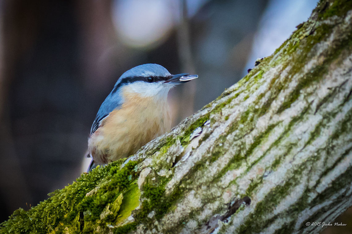 Wood nuthatch Wood nuthatch - Sitta europaea Animalia,Aves,Bird,Bulgaria,Chordata,Dendrarium Botanical Garden,Eurasian Nuthatch,Europe,Geotagged,Passeriformes,Passerine,Sitta europaea,Sittidae,Spring,Vitosha Mountain Nature Park,Wildlife,Wood Nuthatch