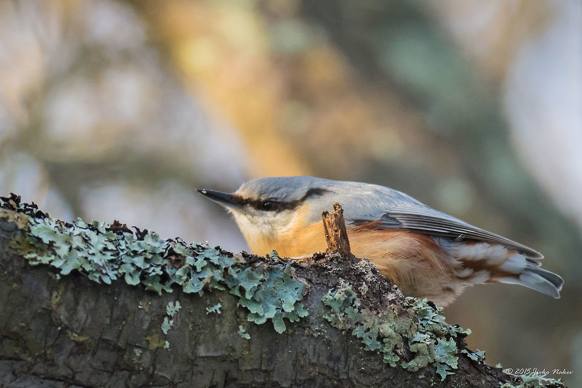 Wood nuthatch Wood nuthatch - Sitta europaea Animalia,Aves,Bird,Bulgaria,Chordata,Dendrarium Botanical Garden,Eurasian Nuthatch,Europe,Geotagged,Passeriformes,Passerine,Sitta europaea,Sittidae,Spring,Vitosha Mountain Nature Park,Wildlife,Wood Nuthatch