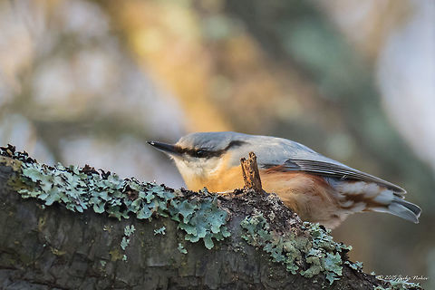 Wood nuthatch Wood nuthatch - Sitta europaea Animalia,Aves,Bird,Bulgaria,Chordata,Dendrarium Botanical Garden,Eurasian Nuthatch,Europe,Geotagged,Passeriformes,Passerine,Sitta europaea,Sittidae,Spring,Vitosha Mountain Nature Park,Wildlife,Wood Nuthatch