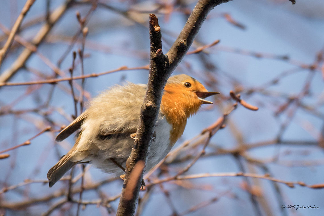 European robin European robin - Erithacus rubecula Animalia,Aves,Bird,Bulgaria,Chordata,Dendrarium Botanical Garden,Erithacus rubecula,Europe,European Robin,European robin,Geotagged,Muscicapidae,Passeriformes,Passerine,Spring,Vitosha Mountain Nature Park,Wildlife