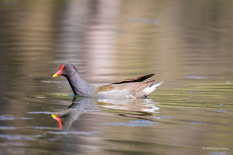 Common moorhen Common moorhen - Gallinula chloropus Animalia,Aves,Bird,Bulgaria,Chordata,Common Moorhen,Common moorhen,Europe,Gallinula chloropus,Geotagged,Gruiformes,Marsh hen,Rallidae,Sofia,South park,Spring,Wildlife