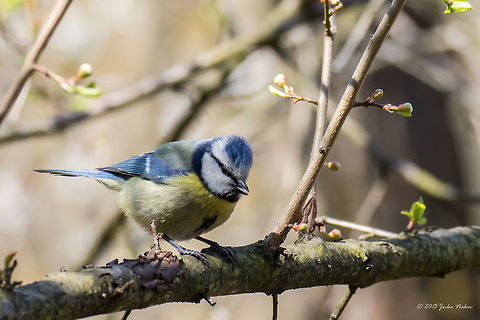 Eurasian Blue Tit Eurasian Blue Tit - Cyanistes caeruleus Animalia,Aves,Bird,Bulgaria,Chordata,Cyanistes caeruleus,Eurasian blue tit,Europe,Geotagged,Paridae,Passeriformes,Passerine,Sofia,South park,Spring,Wildlife