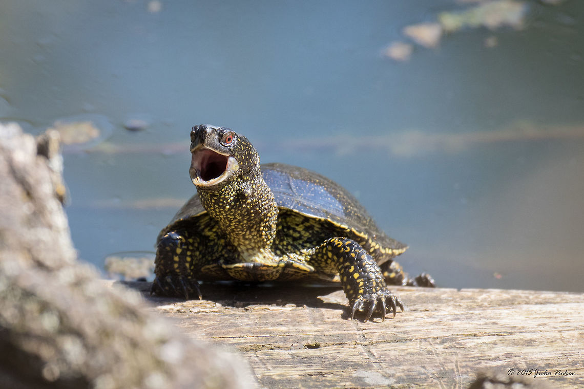 Pond turtle South park Sofia European pond turtle - Emys orbicularis Animalia,Bulgaria,Chordata,Emydidae,Emys orbicularis,Europe,European pond terrapin,European pond turtle,Geotagged,Marsh turtle,Reptilia,Sofia,South park,Spring,Testudines,Wildlife