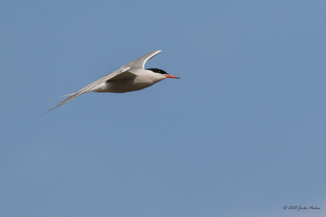 Common tern in flight Common tern - Sterna hirundo Animalia,Aves,Bird,Central Macedonia,Charadriiformes,Chordata,Common Tern,Common tern,Europe,Geotagged,Greece,Lake Kerkini National Park,Spring,Sterna hirundo,Sternidae,Wildlife