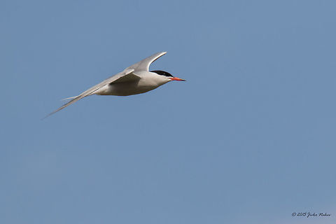 Common tern in flight Common tern - Sterna hirundo Animalia,Aves,Bird,Central Macedonia,Charadriiformes,Chordata,Common Tern,Common tern,Europe,Geotagged,Greece,Lake Kerkini National Park,Spring,Sterna hirundo,Sternidae,Wildlife