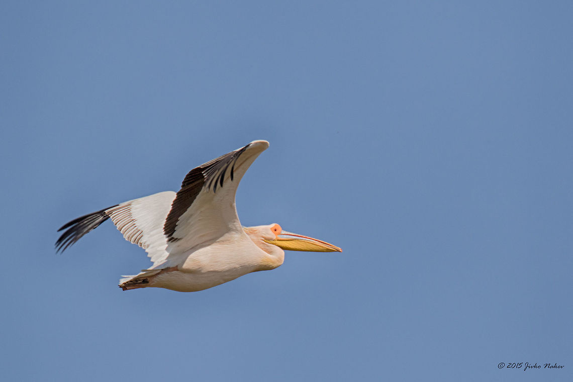 Great white pelican over Kerkini lake - Greece Great white pelican - Pelecanus onocrotalus Animalia,Aves,Bird,Central Macedonia,Chordata,Europe,Geotagged,Great White Pelican,Great white pelican,Greece,Lake Kerkini National Park,Pelecanidae,Pelecaniformes,Pelecanus onocrotalus,Rosy pelican,Spring,Wildlife