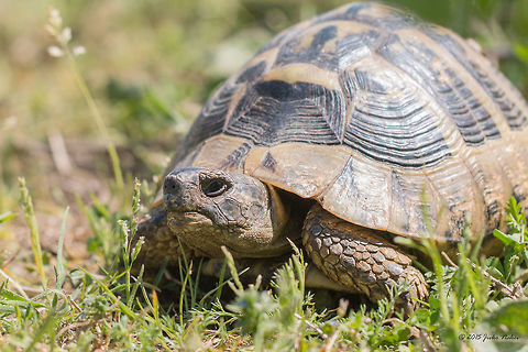 Hermann's tortoise Eastern Hermann's tortoise - Testudo hermanni boettgeri Animalia,Central Macedonia,Chordata,Europe,Geotagged,Greece,Hermann's tortoise,Lake Kerkini National Park,Land-dwelling turtle,Reptilia,Spring,T. h. boettgeri,Testudines,Testudinidae,Testudo hermanni,Wildlife