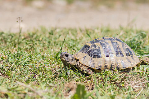 Hermann's tortoise Eastern Hermann's tortoise - Testudo hermanni boettgeri Animalia,Central Macedonia,Chordata,Europe,Geotagged,Greece,Hermann's tortoise,Lake Kerkini National Park,Land-dwelling turtle,Reptilia,Spring,T. h. boettgeri,Testudines,Testudinidae,Testudo hermanni,Wildlife