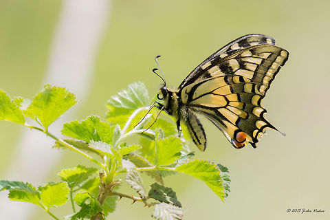 Old World swallowtail Common yellow swallowtail - Papilio machaon Central Macedonia,Europe,Geotagged,Greece,Lake Kerkini National Park,Old World swallowtail,Papilio machaon,Spring
