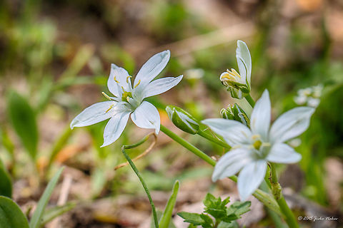 Star-of-Bethlehem Wild Flower Star-of-Bethlehem - Ornithogalum umbellatum Asparagaceae,Asparagales,Central Macedonia,Eleven-o'clock lady,Europe,Flowering Plant,Geotagged,Grass Lily,Greece,Lake Kerkini National Park,Magnoliophyta,Monocot,Nap-at-noon,Ornithogalum umbellatum,Plantae,Spring,Star-of-Bethlehem,Wildlife
