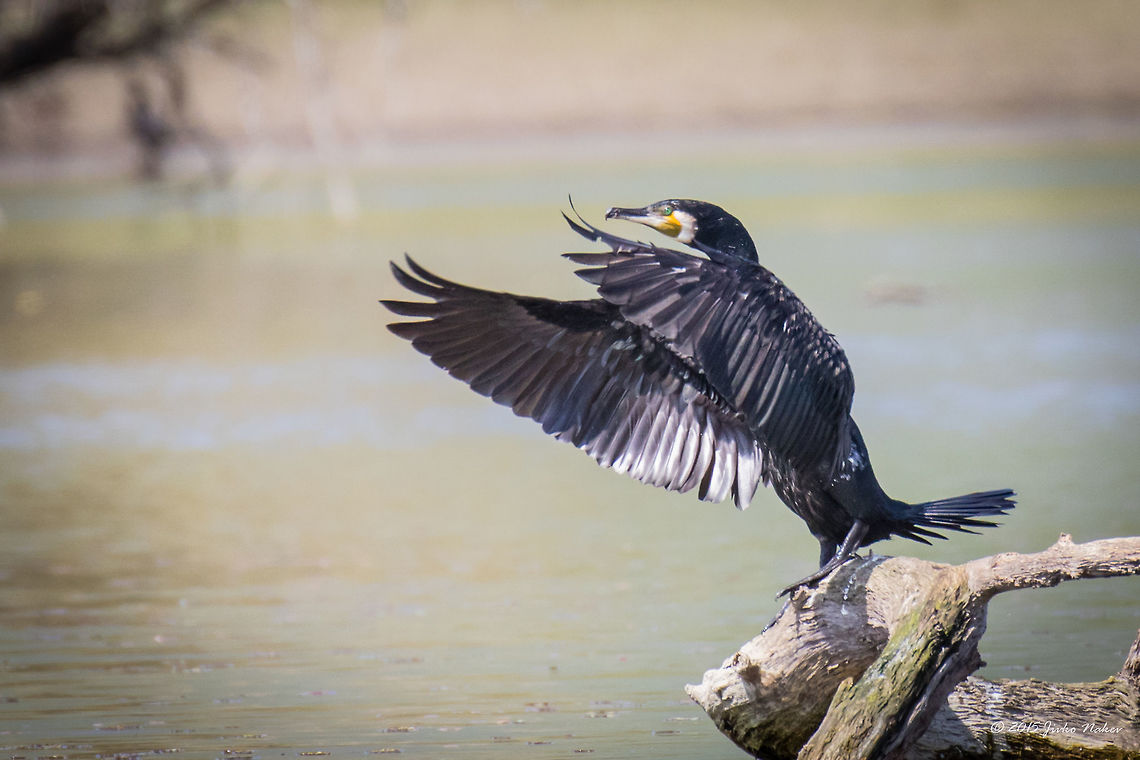 Great black cormorant drying wings after fishing Great black cormorant - Phalacrocorax carbo Animalia,Aves,Bird,Central Macedonia,Chordata,Europe,Geotagged,Great Cormorant,Great black cormorant,Greece,Lake Kerkini National Park,Phalacrocoracidae,Phalacrocorax carbo,Seabird,Spring,Suliformes,Wildlife