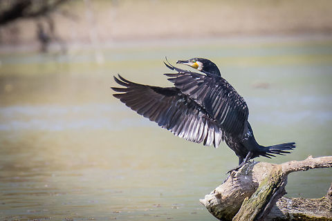 Great black cormorant drying wings after fishing Great black cormorant - Phalacrocorax carbo Animalia,Aves,Bird,Central Macedonia,Chordata,Europe,Geotagged,Great Cormorant,Great black cormorant,Greece,Lake Kerkini National Park,Phalacrocoracidae,Phalacrocorax carbo,Seabird,Spring,Suliformes,Wildlife