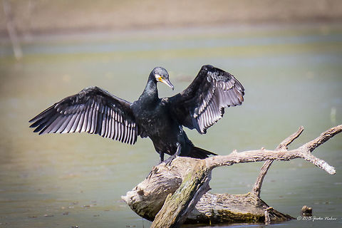 Great black cormorant drying wongs after fishing Great black cormorant - Phalacrocorax carbo Animalia,Aves,Bird,Central Macedonia,Chordata,Europe,Geotagged,Great Cormorant,Great black cormorant,Greece,Lake Kerkini National Park,Phalacrocoracidae,Phalacrocorax carbo,Seabird,Spring,Suliformes,Wildlife