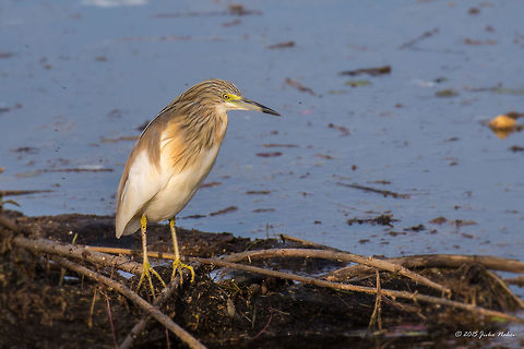 Squacco heron Squacco heron - Ardeola ralloides Animalia,Ardeidae,Ardeola ralloides,Aves,Bird,Central Macedonia,Chordata,Europe,Geotagged,Greece,Lake Kerkini National Park,Pelecaniformes,Spring,Squacco Heron,Squacco heron,Wildlife