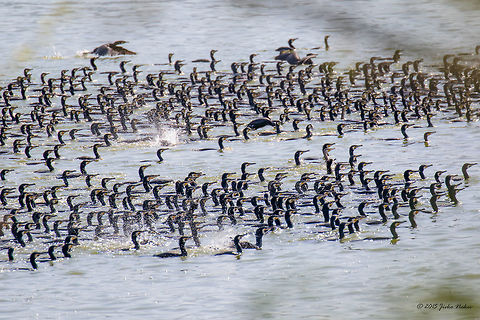 Great Mess at Kerkini Lake Greece - Great Cormorants Great Cormorant - Phalacrocorax carbo Animalia,Aves,Bird,Central Macedonia,Chordata,Europe,Geotagged,Great Cormorant,Great black cormorant,Greece,Lake Kerkini National Park,Phalacrocoracidae,Phalacrocorax carbo,Seabird,Spring,Suliformes,Wildlife