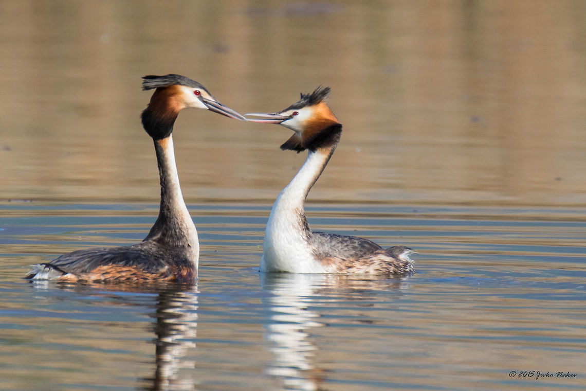 Love whispers Great Crested Grebe - Podiceps cristatus Animalia,Aves,Bird,Central Macedonia,Chordata,Europe,Geotagged,Great Crested Grebe,Great crested grebe,Greece,Lake Kerkini National Park,Podiceps cristatus,Podicipedidae,Podicipediformes,Spring,Wildlife