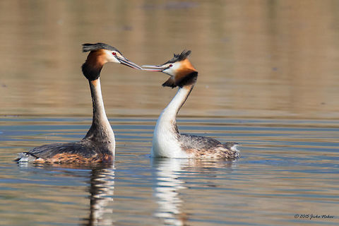 Love whispers Great Crested Grebe - Podiceps cristatus Animalia,Aves,Bird,Central Macedonia,Chordata,Europe,Geotagged,Great Crested Grebe,Great crested grebe,Greece,Lake Kerkini National Park,Podiceps cristatus,Podicipedidae,Podicipediformes,Spring,Wildlife