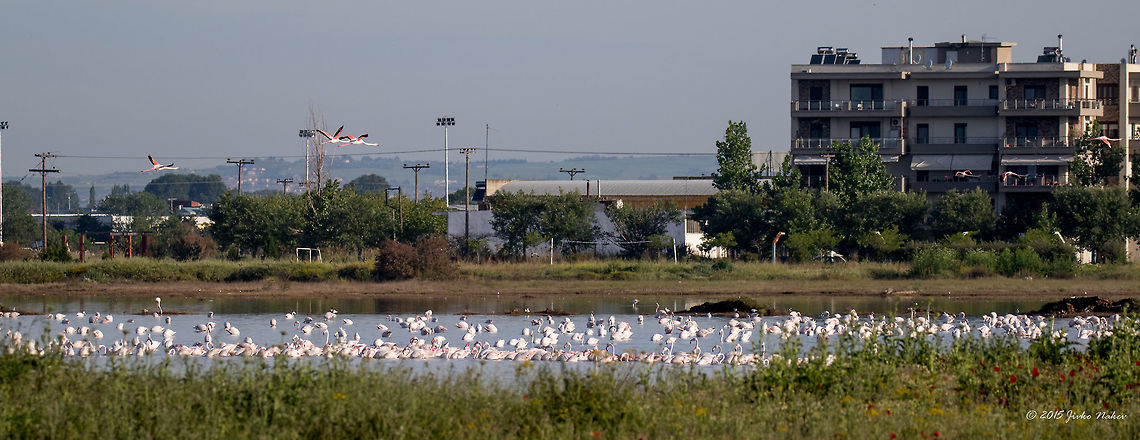 Flamingo Colony Kalochori Lagoon Greece Greater flamingo - Phoenicopterus roseus<br />
I was not aware there is a huge Flamingo colony in Kalochori lagoon, Gallikos river estuary near Thessaloniki, Greece. Just next to the buildings. Great place for the birders. Shall definitely visit this place frequently. Animalia,Aves,Bird,Central Macedonia,Chordata,Europe,Gallikos river estuaries,Geotagged,Greater flamingo,Greece,Kalochori,Phoenicopteridae,Phoenicopteriformes,Phoenicopterus roseus,Spring,Thessaloniki,Wildlife