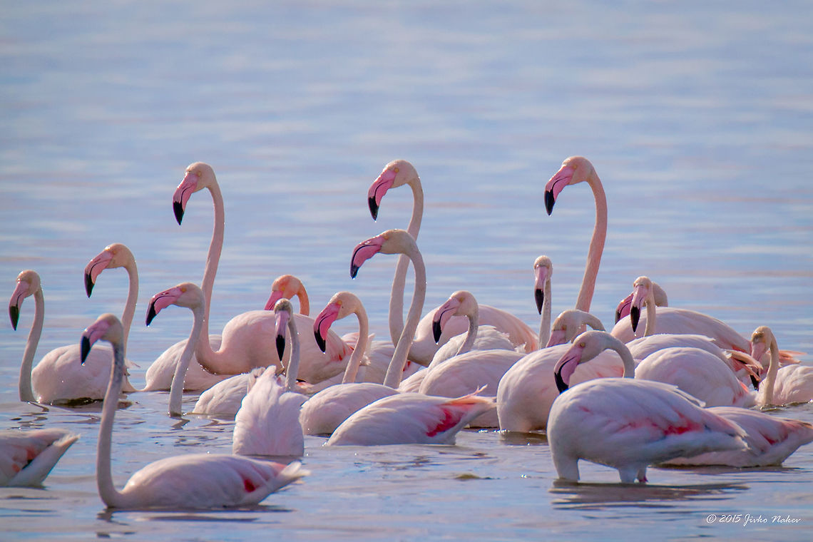 Flamingo Family in Kalochori Lagoon Greece Greater flamingo - Phoenicopterus roseus Animalia,Aves,Bird,Central Macedonia,Chordata,Europe,Gallikos river estuaries,Geotagged,Greater flamingo,Greece,Kalochori,Phoenicopteridae,Phoenicopteriformes,Phoenicopterus roseus,Spring,Thessaloniki,Wildlife