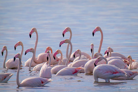 Flamingo Family in Kalochori Lagoon Greece Greater flamingo - Phoenicopterus roseus Animalia,Aves,Bird,Central Macedonia,Chordata,Europe,Gallikos river estuaries,Geotagged,Greater flamingo,Greece,Kalochori,Phoenicopteridae,Phoenicopteriformes,Phoenicopterus roseus,Spring,Thessaloniki,Wildlife