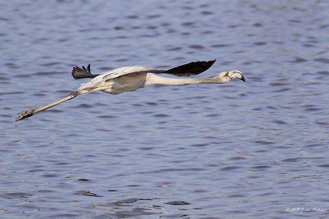 Juvenile Flamingo Taking Off Greater flamingo - Phoenicopterus roseus Animalia,Aves,Bird,Central Macedonia,Chordata,Europe,Gallikos river estuaries,Geotagged,Greater flamingo,Greece,Kalochori,Phoenicopteridae,Phoenicopteriformes,Phoenicopterus roseus,Spring,Thessaloniki,Wildlife