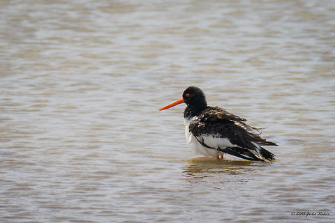 Eurasian oystercatcher - Kalochori Lagoon, Greece Eurasian oystercatcher - Haematopus ostralegus Animalia,Aves,Bird,Charadriiformes,Chordata,Eurasian oystercatcher,Geotagged,Greece,Haematopodidae,Haematopus ostralegus,Spring,Wildlife