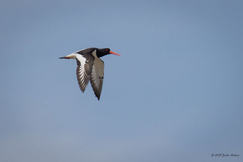 Eurasian oystercatcher - Kalochori Lagoon, Greece Eurasian oystercatcher - Haematopus ostralegus Animalia,Aves,Bird,Charadriiformes,Chordata,Eurasian oystercatcher,Geotagged,Greece,Haematopodidae,Haematopus ostralegus,Spring,Wildlife
