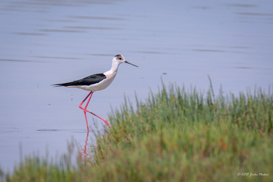 Black-winged Stilt Kalochori Lagoon Greece Black-winged stilt - Himantopus himantopus Animalia,Aves,Bird,Black-winged Stilt,Black-winged stilt,Central Macedonia,Charadriiformes,Chordata,Europe,Gallikos river estuaries,Geotagged,Greece,Himantopus himantopus,Kalochori,Recurvirostridae,Spring,Thessaloniki,Wildlife