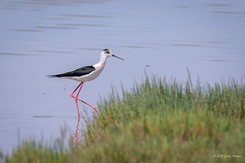 Black-winged Stilt Kalochori Lagoon Greece Black-winged stilt - Himantopus himantopus Animalia,Aves,Bird,Black-winged Stilt,Black-winged stilt,Central Macedonia,Charadriiformes,Chordata,Europe,Gallikos river estuaries,Geotagged,Greece,Himantopus himantopus,Kalochori,Recurvirostridae,Spring,Thessaloniki,Wildlife