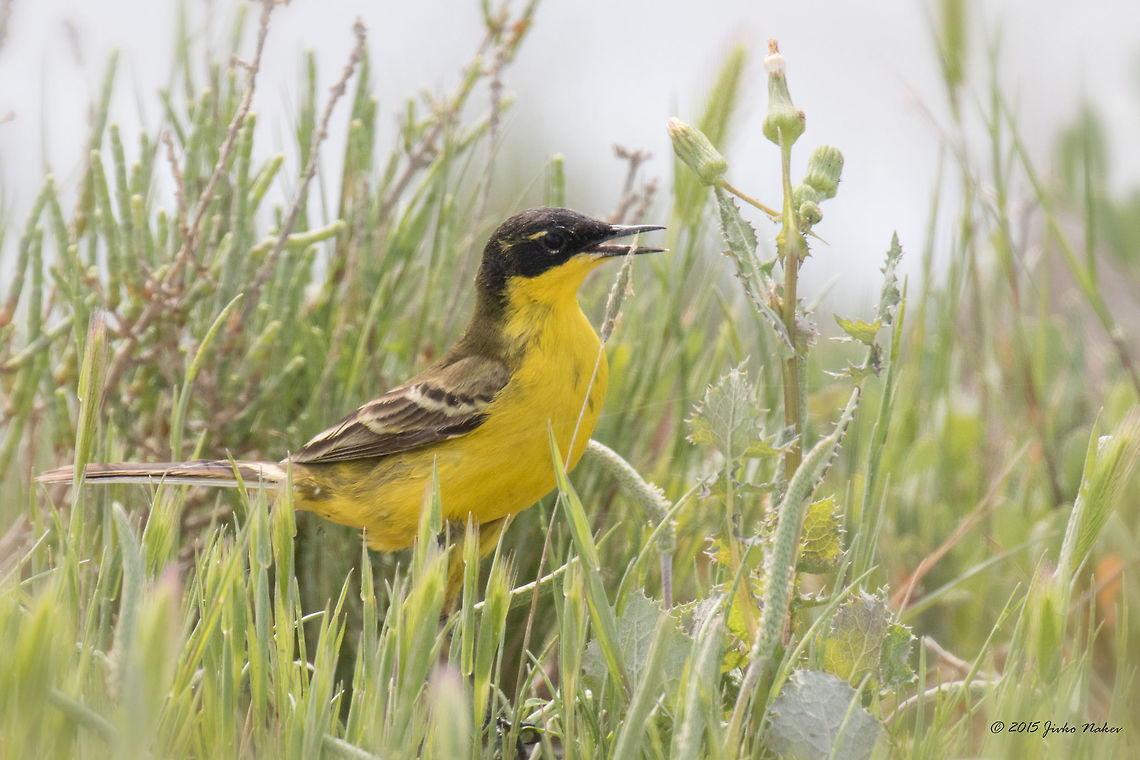 Western yellow wagtail Black-headed wagtail - Motacilla flava feldegg (Motacilla flava melanogrisea) Animalia,Aves,Bird,Black-headed western yellow wagtail,Central Macedonia,Chordata,Europe,Gallikos river estuaries,Geotagged,Greece,Kalochori,Motacilla flava,Motacilla flava feldegg,Motacillidae,Passeriformes,Passerine,Spring,Thessaloniki,Wildlife,Yellow Wagtail