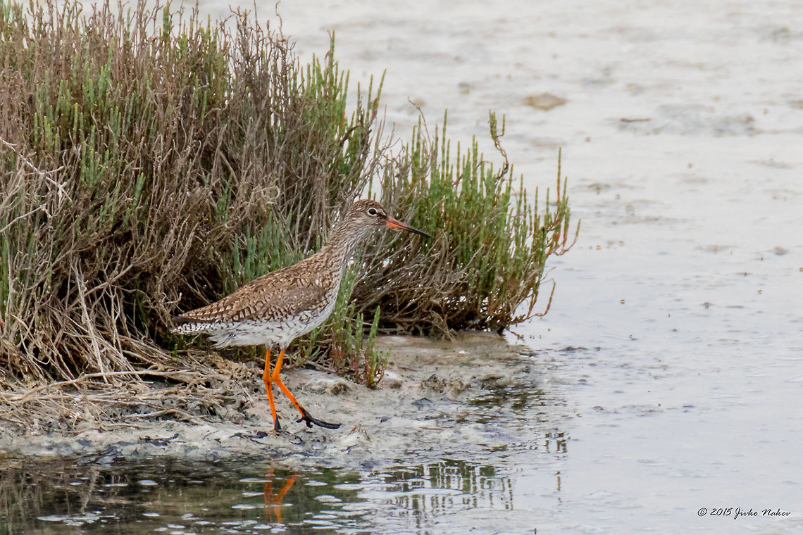 Common Redshank In Rainy Weather Gallikos River Lagoon Greece Common Redshank - Tringa totanus Animalia,Aves,Bird,Central Macedonia,Charadriiformes,Chordata,Common redshank,Europe,Gallikos river estuaries,Geotagged,Greece,Kalochori,Scolopacidae,Shorebird,Spring,Thessaloniki,Tringa totanus,Wader,Wildlife