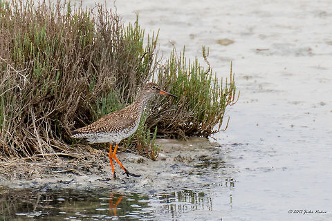 Common Redshank In Rainy Weather Gallikos River Lagoon Greece Common Redshank - Tringa totanus Animalia,Aves,Bird,Central Macedonia,Charadriiformes,Chordata,Common redshank,Europe,Gallikos river estuaries,Geotagged,Greece,Kalochori,Scolopacidae,Shorebird,Spring,Thessaloniki,Tringa totanus,Wader,Wildlife