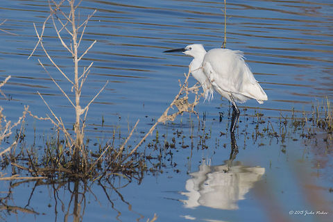 Little egret Little egret - Egretta garzetta Animalia,Ardeidae,Aves,Axios River Delta Complex,Bird,Chordata,Egretta garzetta,Europe,Geotagged,Greece,Little Egret,Little egret,Pelecaniformes,Ramsar wetland,Spring,Wildlife